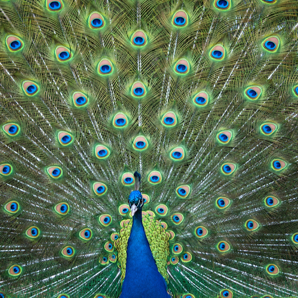 Revenue reserves and dividend cover Alliance Trust