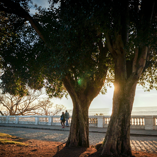 Two large trees with a couple nearby