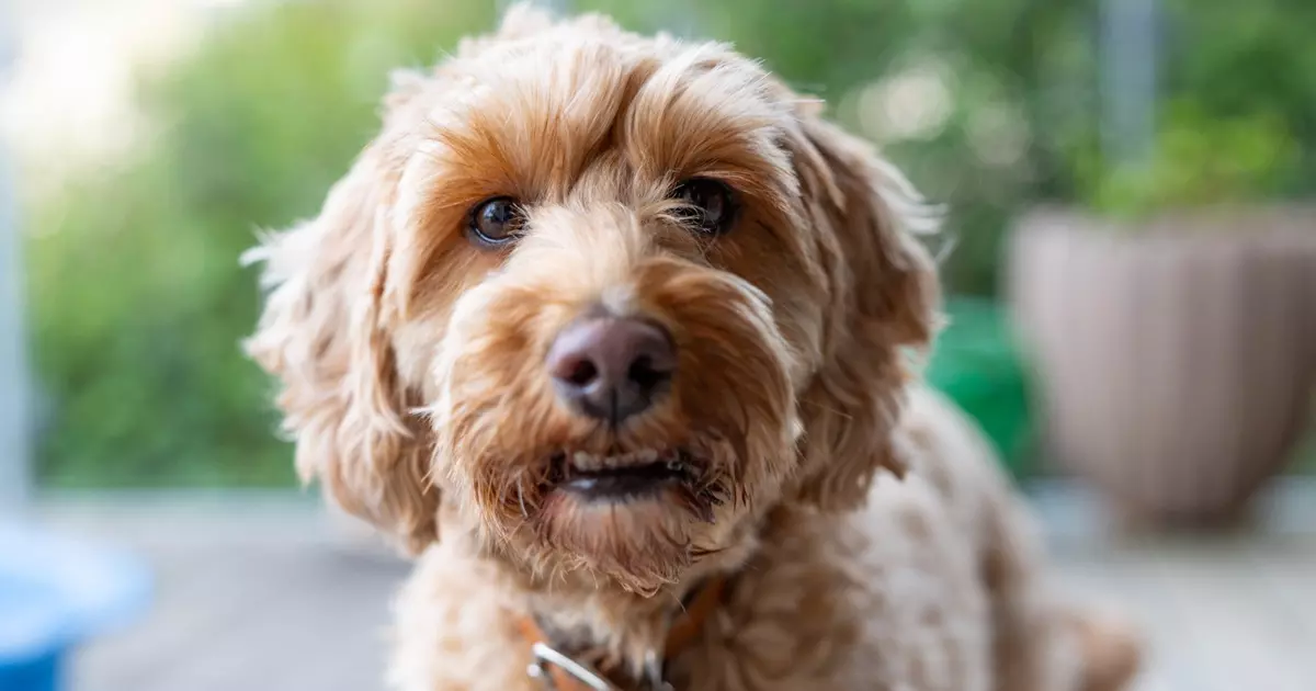Lysebrun hund kigger ind i kameraet.