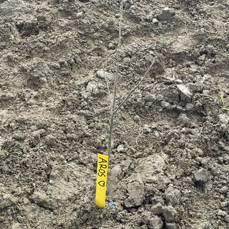 Et nyplanet træ hvor der ved siden af træet er et skilt hvorpå der står Aros.