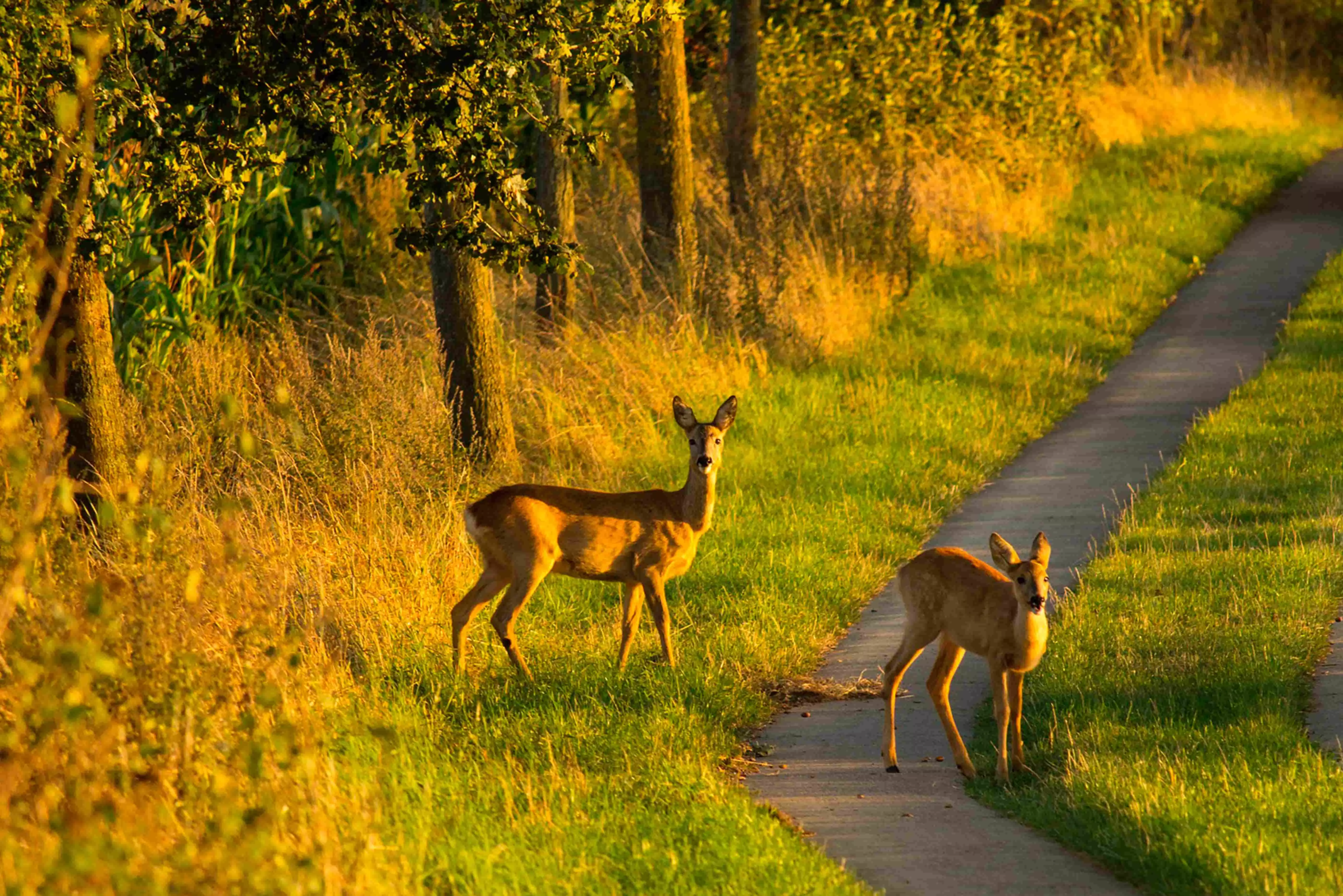 En vejkant med to hjorte.