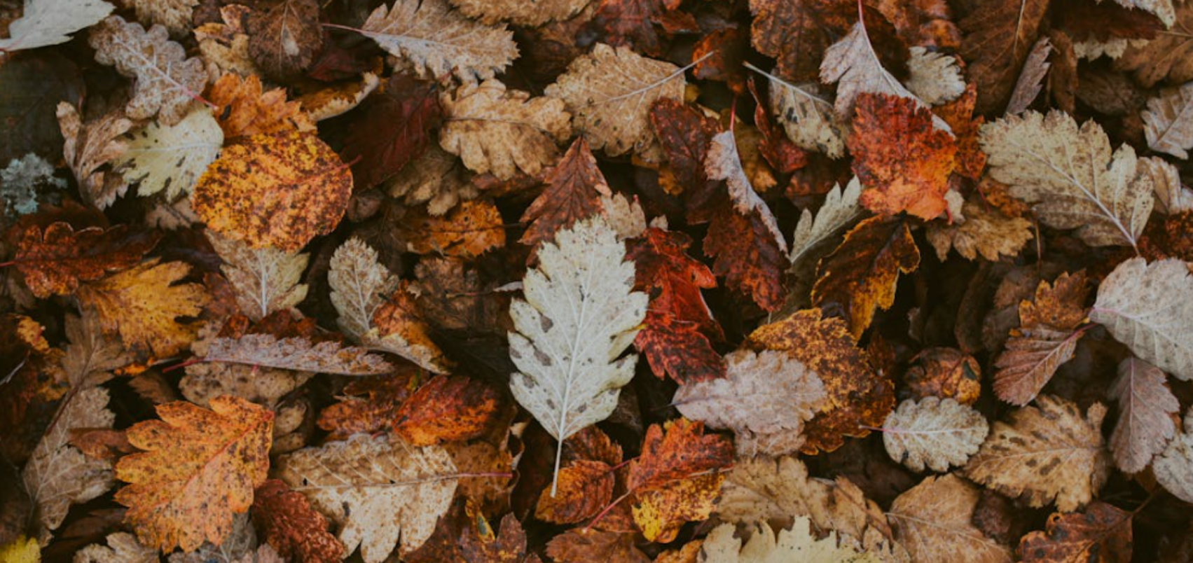Når efteråret for alvor tager fat, og vinteren nærmer sig, følger tre gengangere, som hvert år skaber mange skader i danske hjem: storm, regn og rotter. Heldigvis kan du selv gøre en hel del for at forebygge – og det behøver hverken være dyrt eller besværligt.