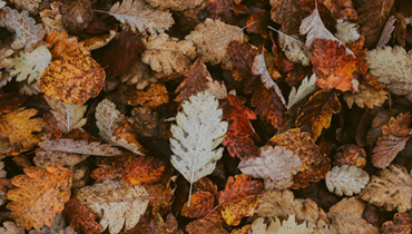 Når efteråret for alvor tager fat, og vinteren nærmer sig, følger tre gengangere, som hvert år skaber mange skader i danske hjem: storm, regn og rotter. Heldigvis kan du selv gøre en hel del for at forebygge – og det behøver hverken være dyrt eller besværligt.