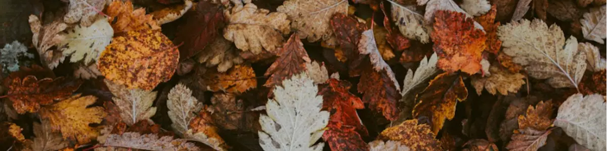 Når efteråret for alvor tager fat, og vinteren nærmer sig, følger tre gengangere, som hvert år skaber mange skader i danske hjem: storm, regn og rotter. Heldigvis kan du selv gøre en hel del for at forebygge – og det behøver hverken være dyrt eller besværligt.