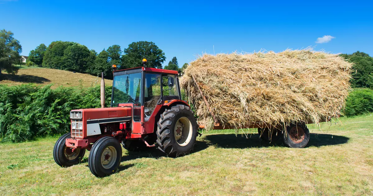 En rød traktor på en solrig dag står på en mark og trækker en stor, fyldt anhænger med høballer. Baggrunden består af grønne marker, buske og træer under en klar, blå himmel.