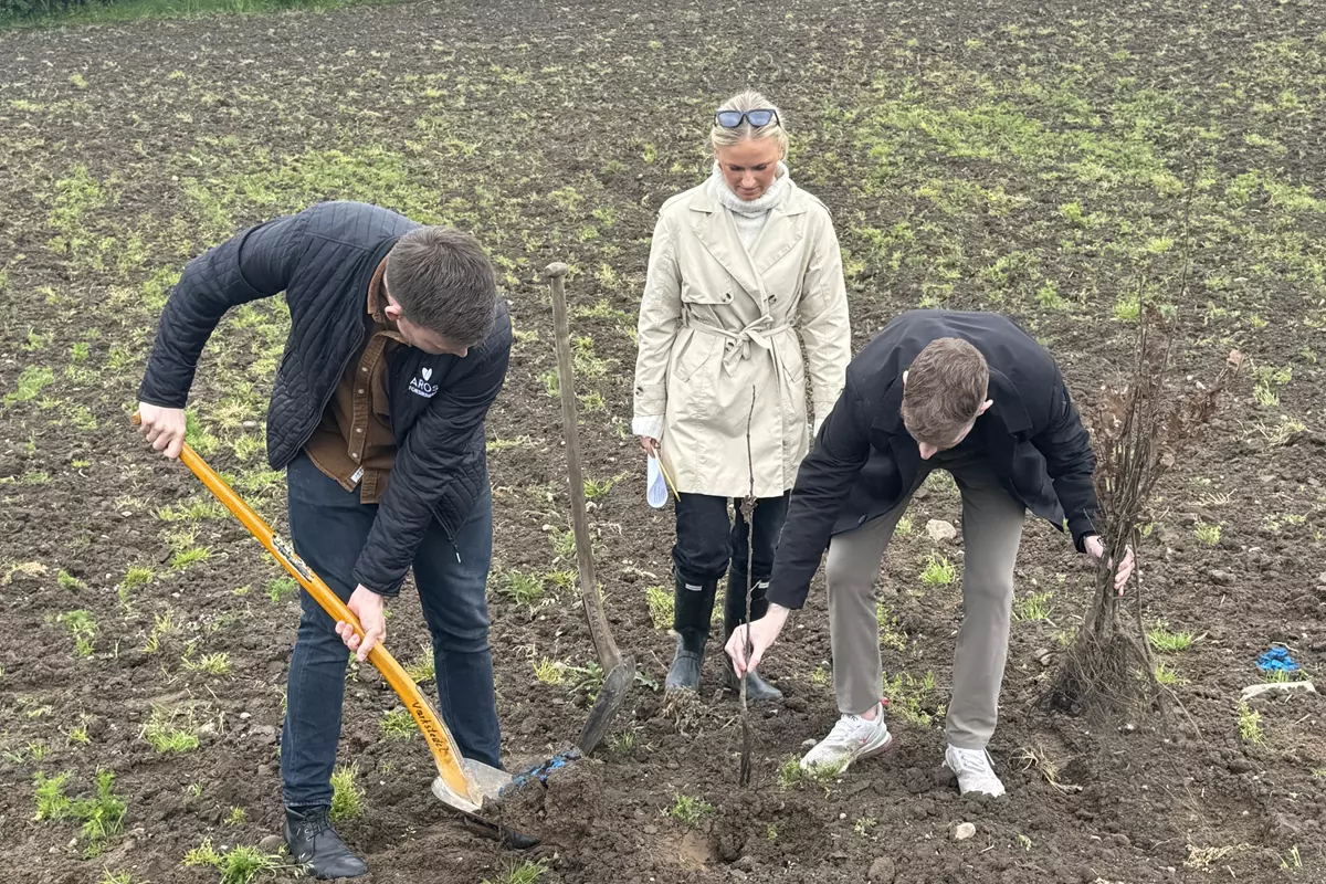 Tre personer står på en mark hvor de er igang med at plante et træ. Den ene holder træet i hånden, mens den anden holder skovlen. Den tredje person står og ser til.