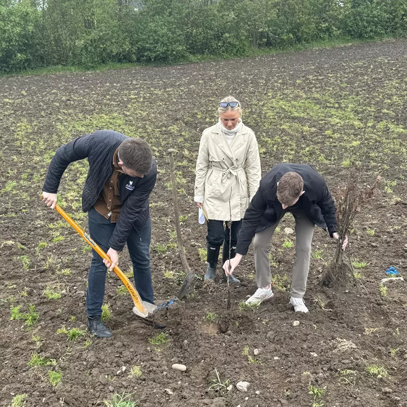 Billedet viser tre personer, der arbejder på en mark med nyplantning af træer. To personer er aktive med redskaber – én graver et hul med en spade, mens en anden placerer en plante i jorden. Den tredje person står og betragter arbejdet med en mappe i hånden. De er iført praktisk tøj og støvler, hvilket understreger en udendørs arbejdsaktivitet. Landskabet er åbent med mørk jord og sparsom vegetation.