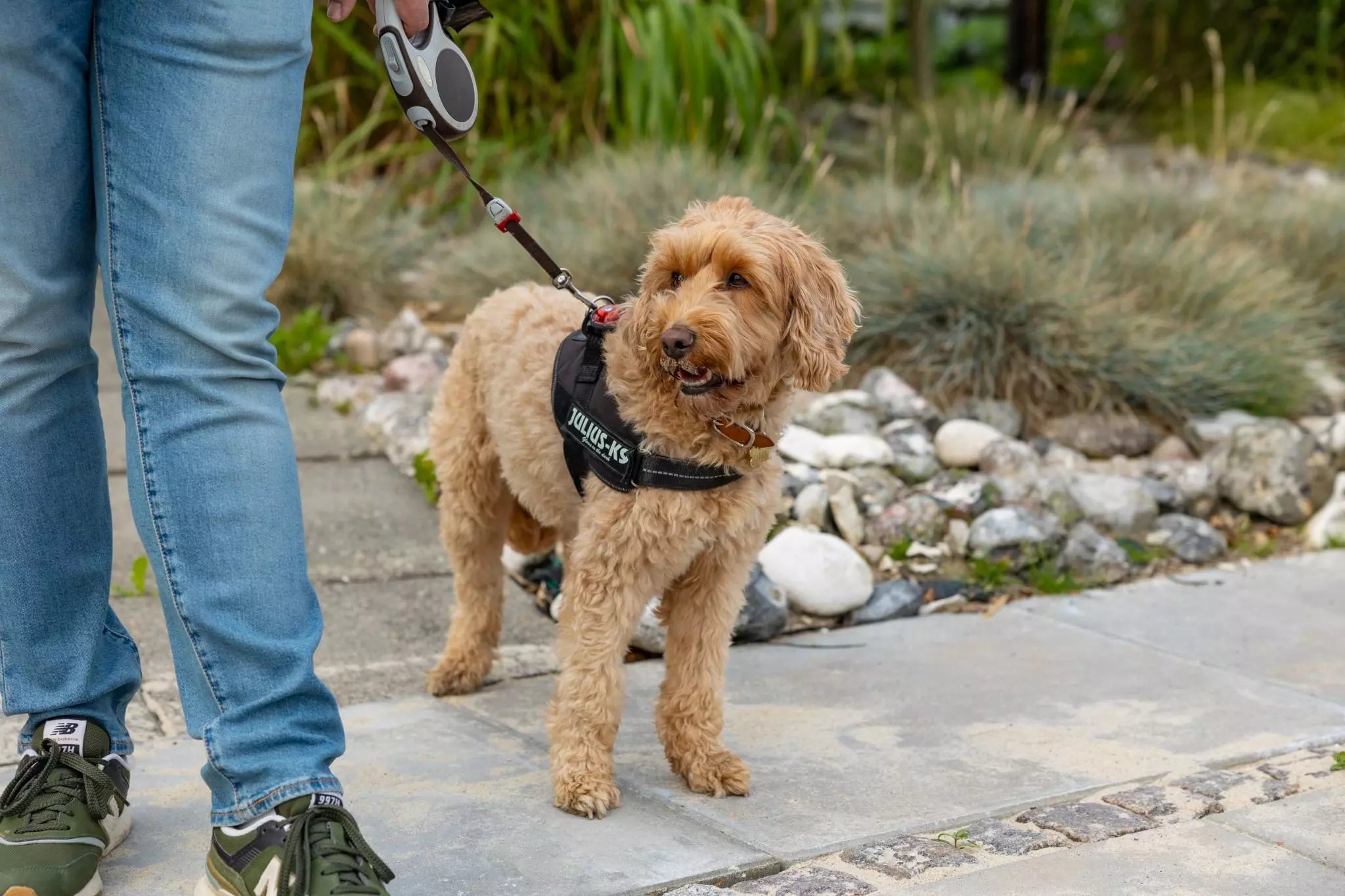 Lysebrun hund, der bliver holdt i snor af en mand.
