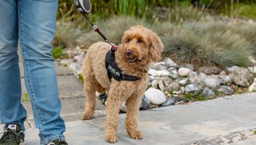 Lysebrun hund, der bliver holdt i snor af en mand.
