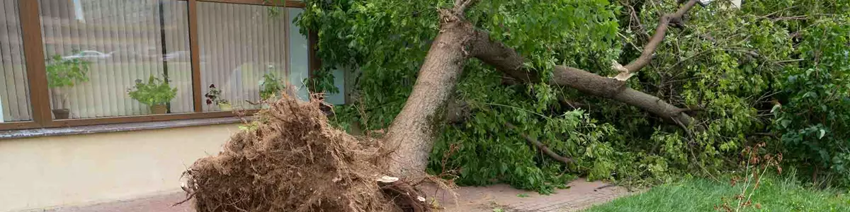 Hvornår er der tale om en storm, hvordan kan du forebygge skader i forbindelse med storm, og hvad gør du, hvis uheldet alligevel er ude? I denne artikel kan du blive klogere på, hvordan du skal forholde dig, hvis dit hus tager skade i forbindelse med en storm.