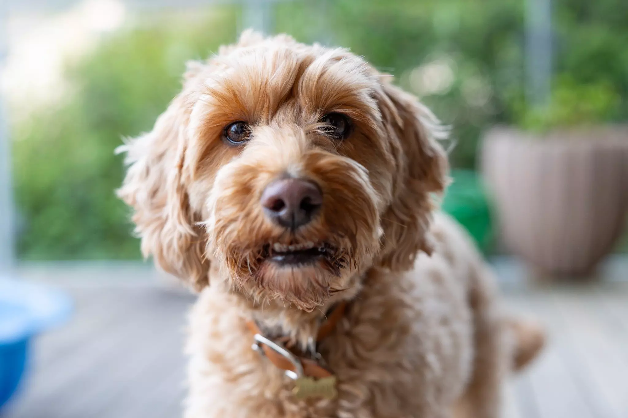 Lysebrun hund kigger ind i kameraet.