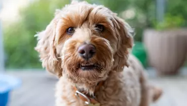 Lysebrun hund kigger ind i kameraet.