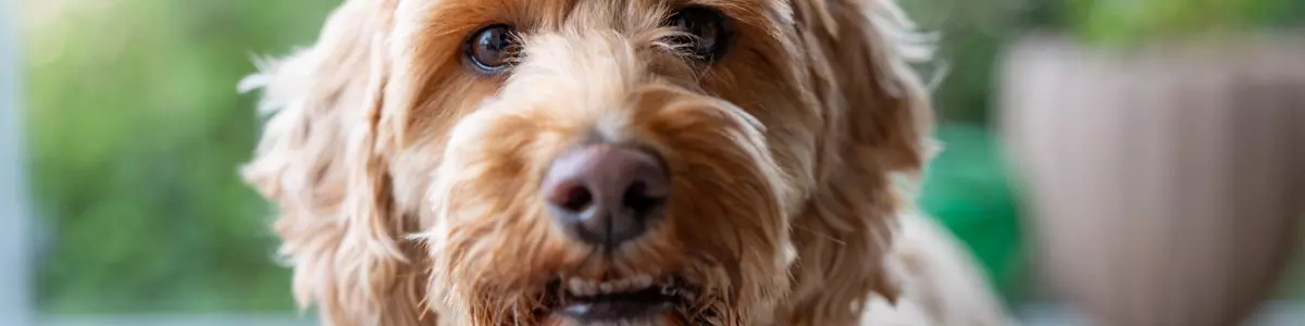 Lysebrun hund kigger ind i kameraet.