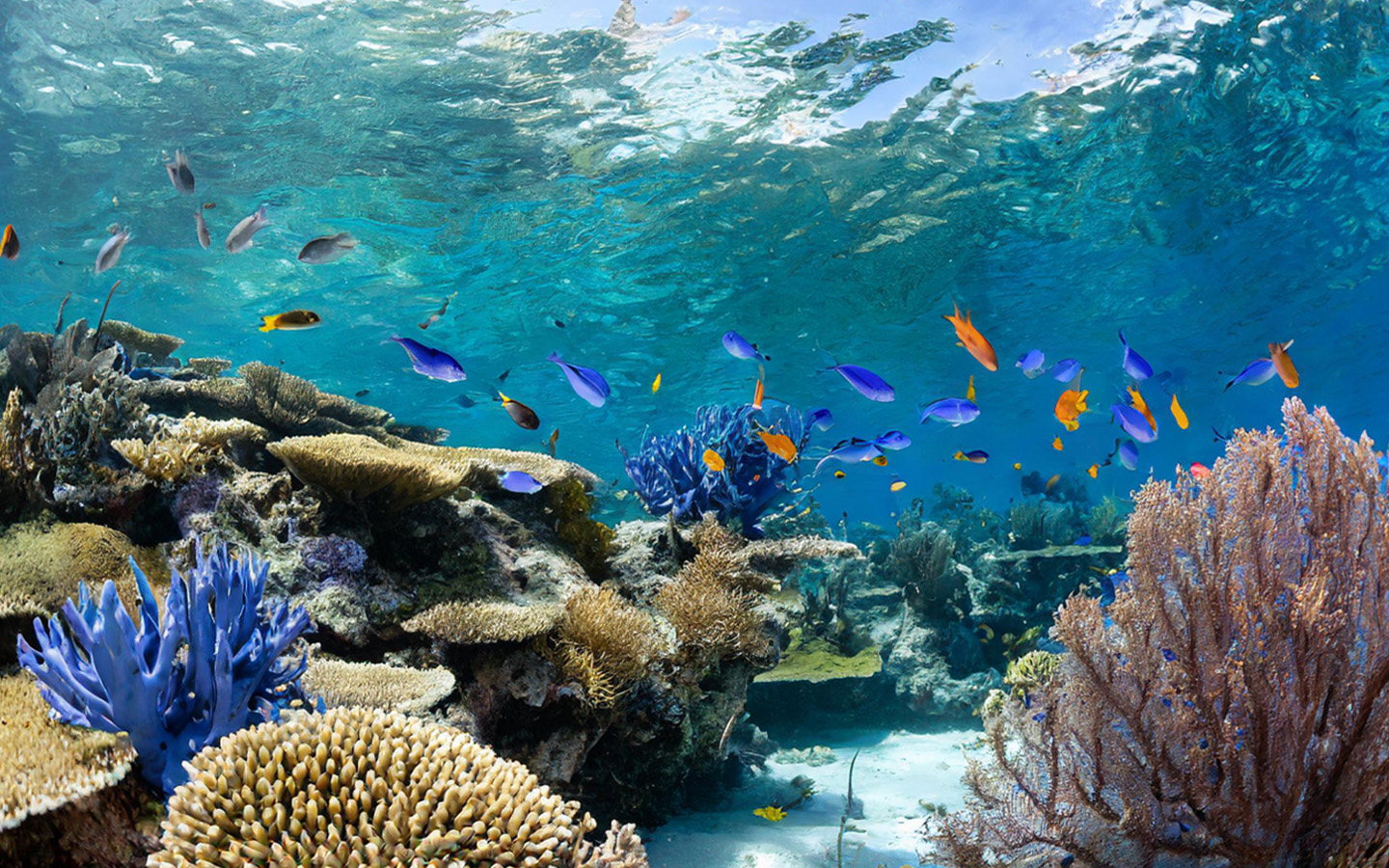 King of the Catch Splash