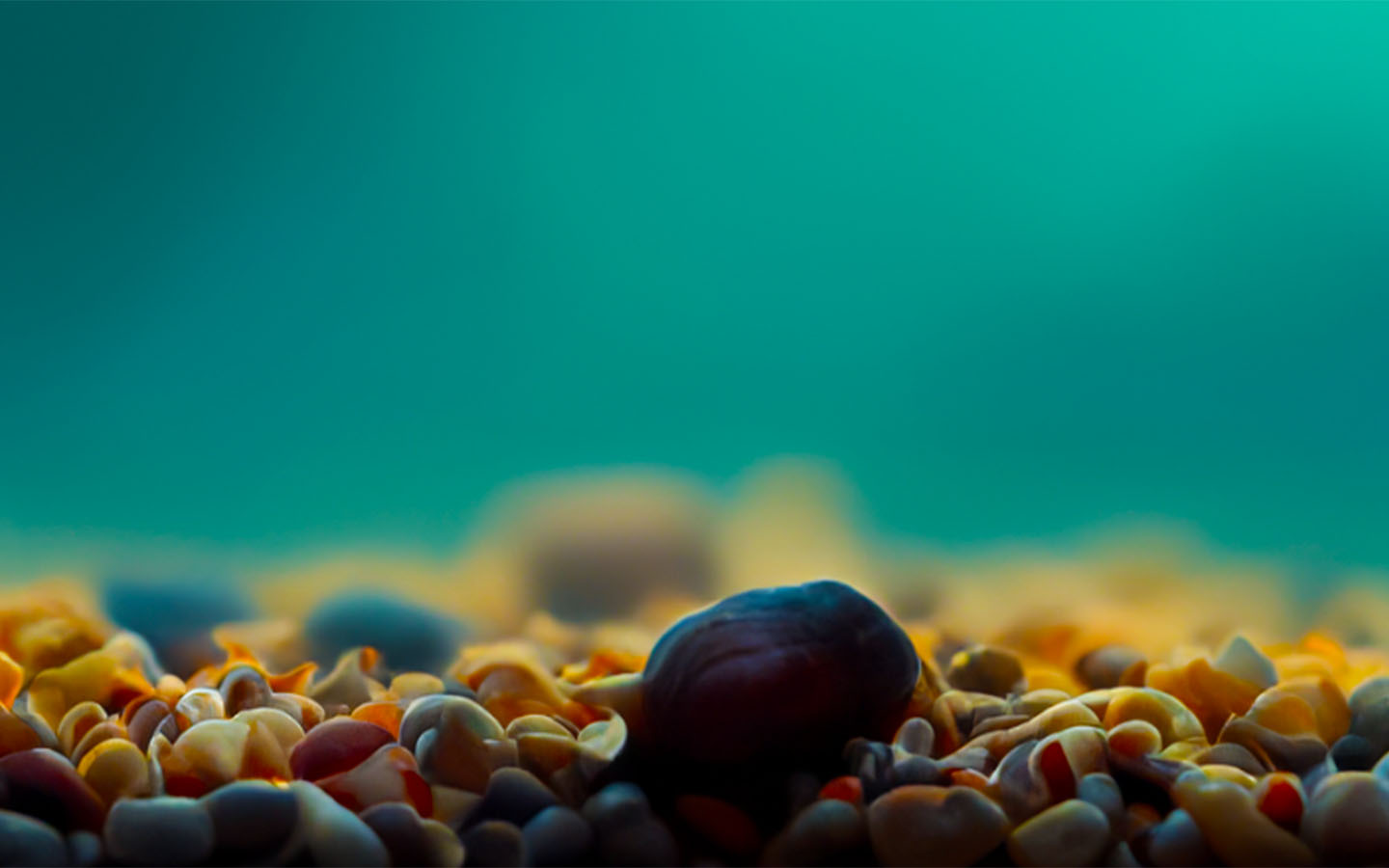 Gold Fishy Free Spins