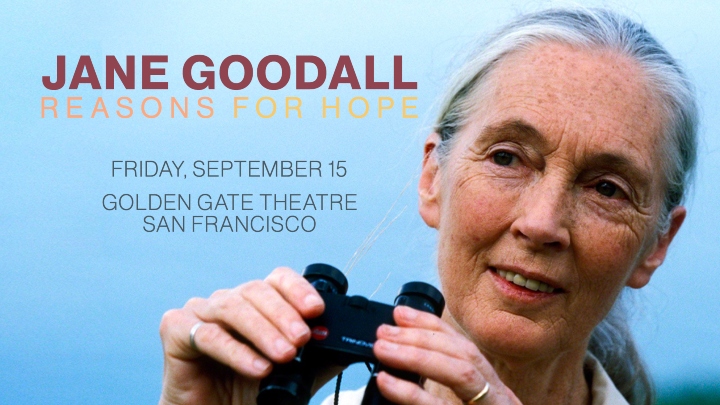 https://media.umbraco.io/atg-digital/z35fobw5/janegoodall_720x405.jpg