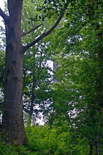 Trees surrounding the Jessop Monument