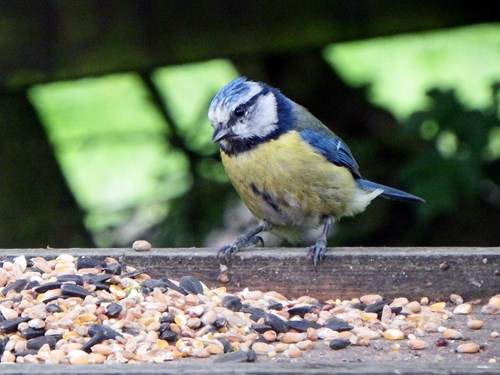 A perched blue tit bird at Brierley Forest Park