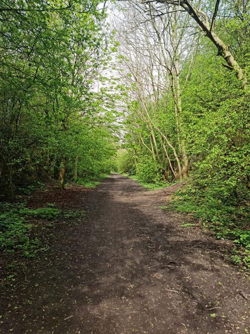 A trail path at Teversal Trails Visitors Centre with trees on either side