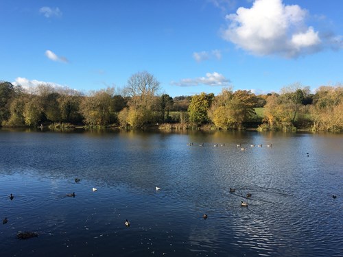 Birds swimming on the water at Codnor Park Reservoir