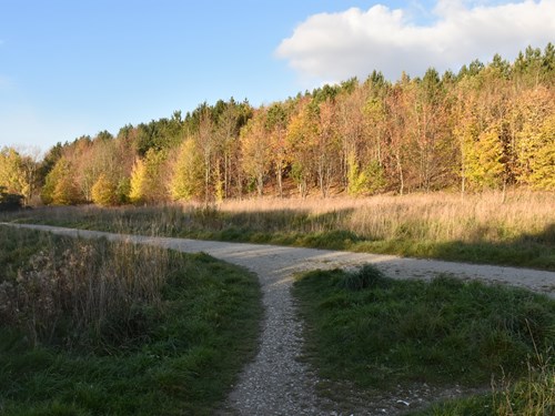 Pathway in the tree-lined countryside at Teversal village