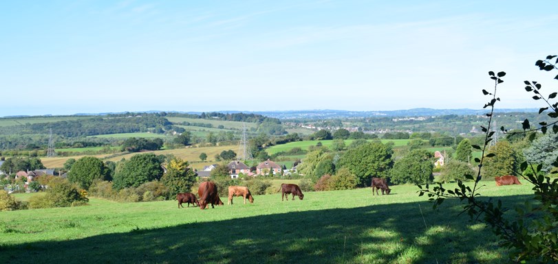 Cows on the grassland in Underwood village