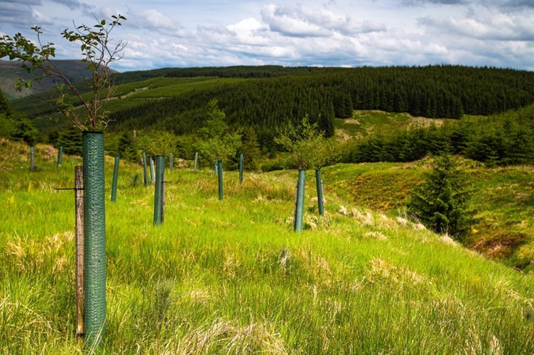 An FSF afforestation site in Shorthope.