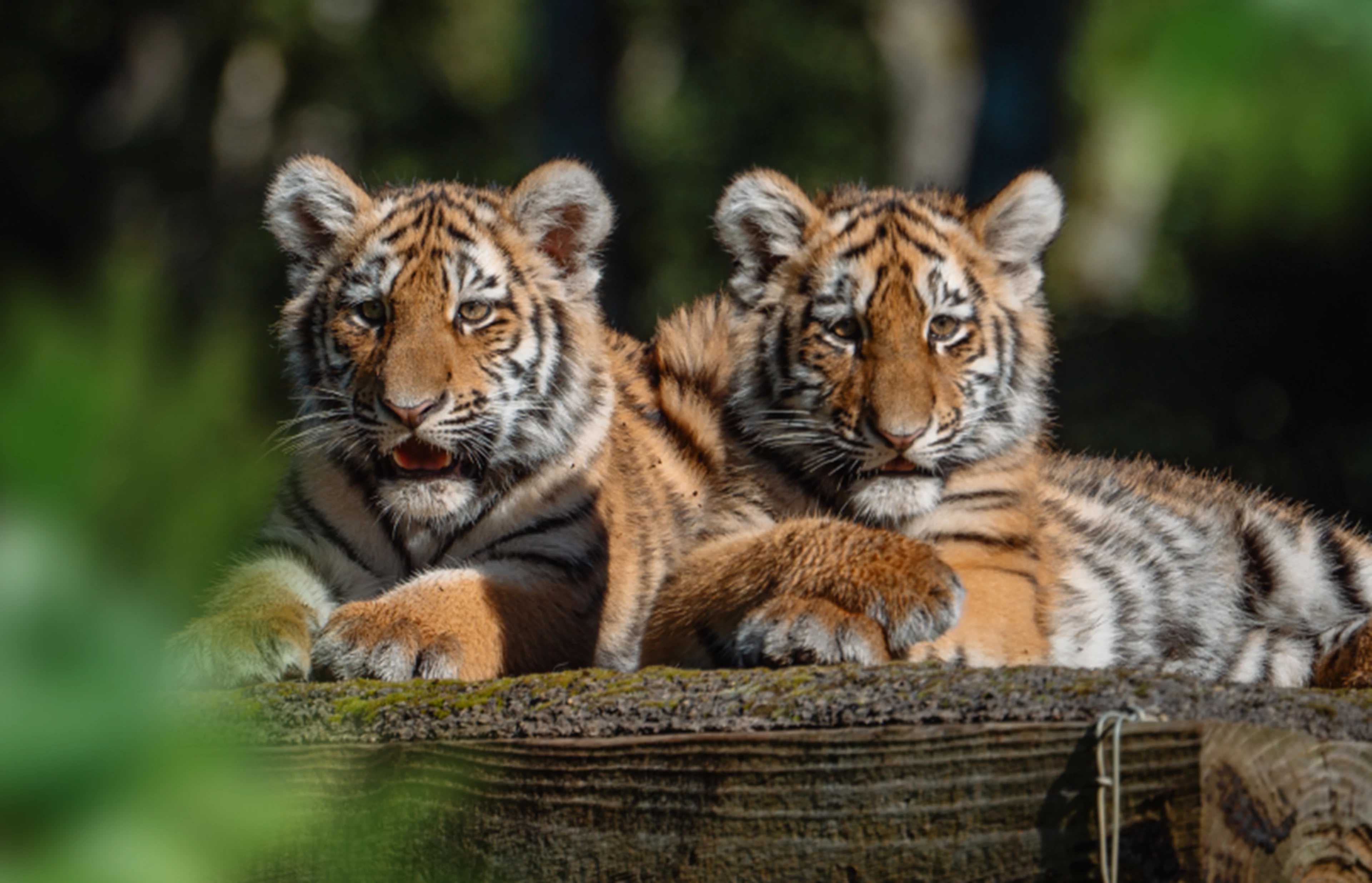 Image of two tigers