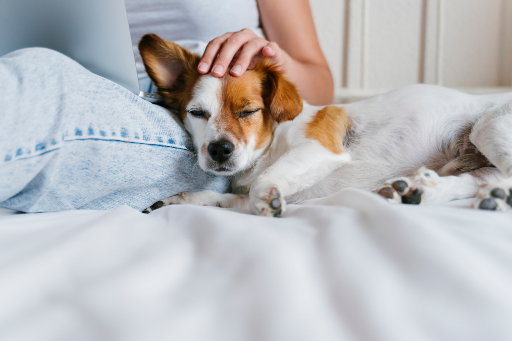 Pall Mall Fallback Image