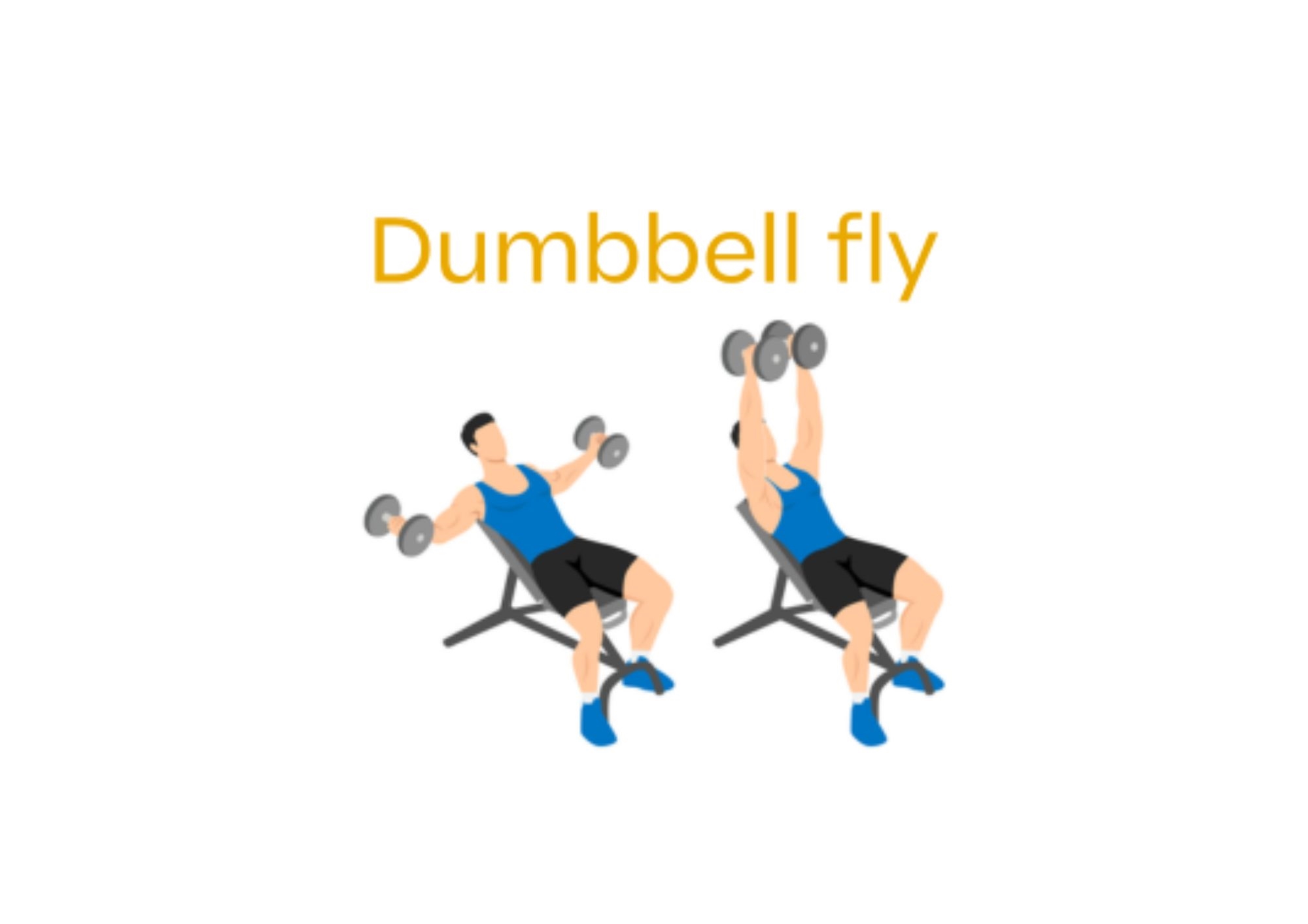 How to preform dumbbell fly step by step in the gym