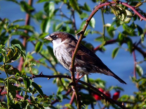 Bird perched in a tree at Sutton Lawn in Mill Waters