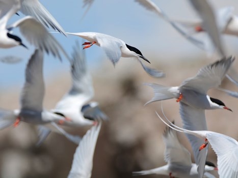 Dread of terns