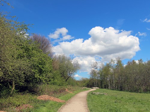 A path surrounded by trees at Brierley Forest Park