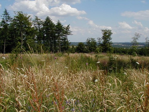 Selston countryside with trees and grassland