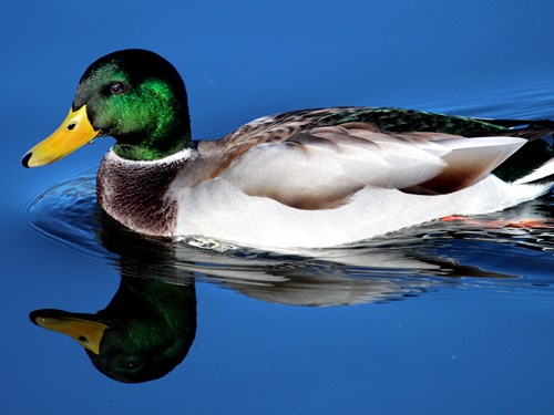 A duck swimming in the water at Kings Mill Reservoir in Sutton in Ashfield