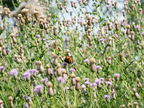 A butterfly perched on purple flowers in grassland