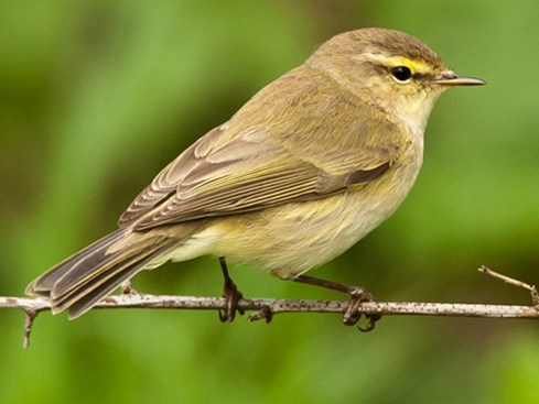 Chiffchaff bird