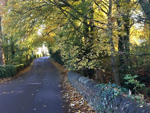 A country road in Bagthorpe village with autumn leaves on the ground