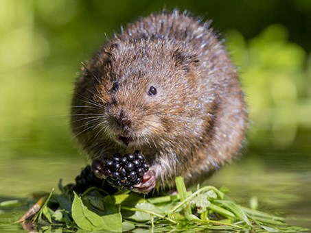 Water vole