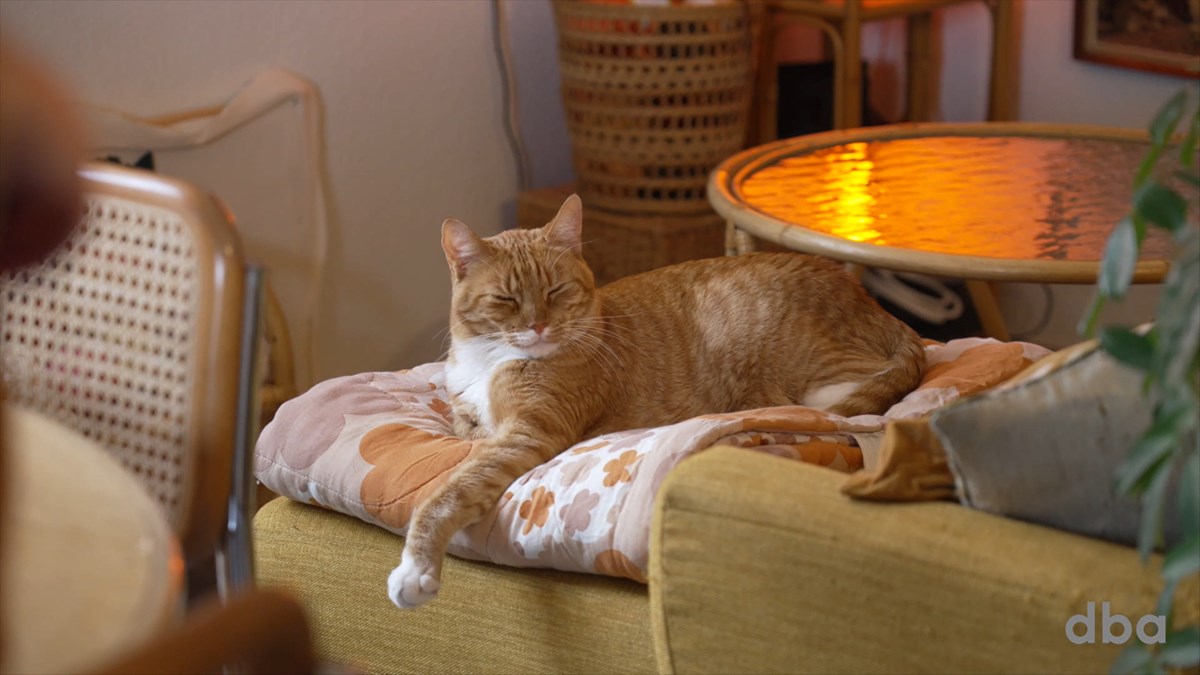 Her kan du se de to orange katte, Leo og Theo, som bor hos Isabella. De har deres egen Instagram-profil ’Leothegingerkitten’. Den har Isabella og kæresten hygget sig med at lave til dem. Isabella har desuden sin egen instagram-konto, hvor hun deler billeder af sin indretning: ’Jeg får altid mange likes, når jeg deler billeder af især mit spisebord og min sengegavl’, fortæller hun