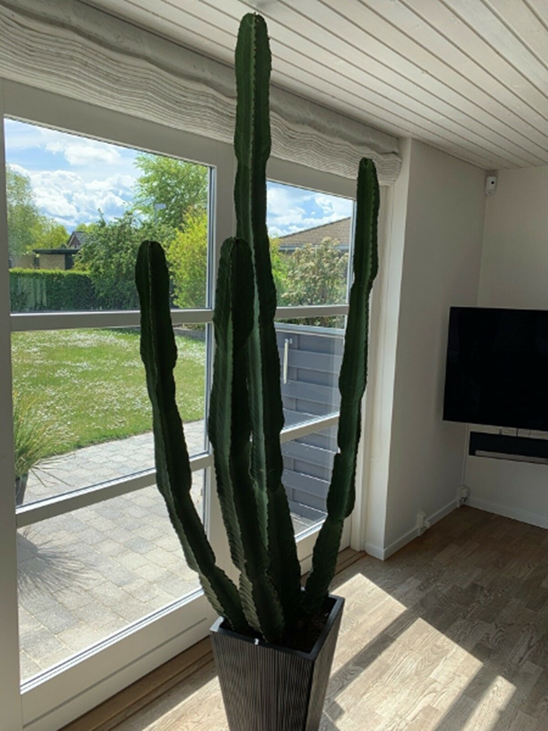 En kaktus vokser langsomt, og netop derfor er den dyr at købe fra ny. Vil du spare mange penge, kan du købe en udvokset kaktus på DBA.