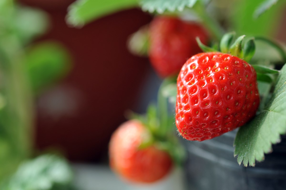 Der er lige nu omkring 50 jordbærplanter til salg i havekategorien under 'planter' på DBA
