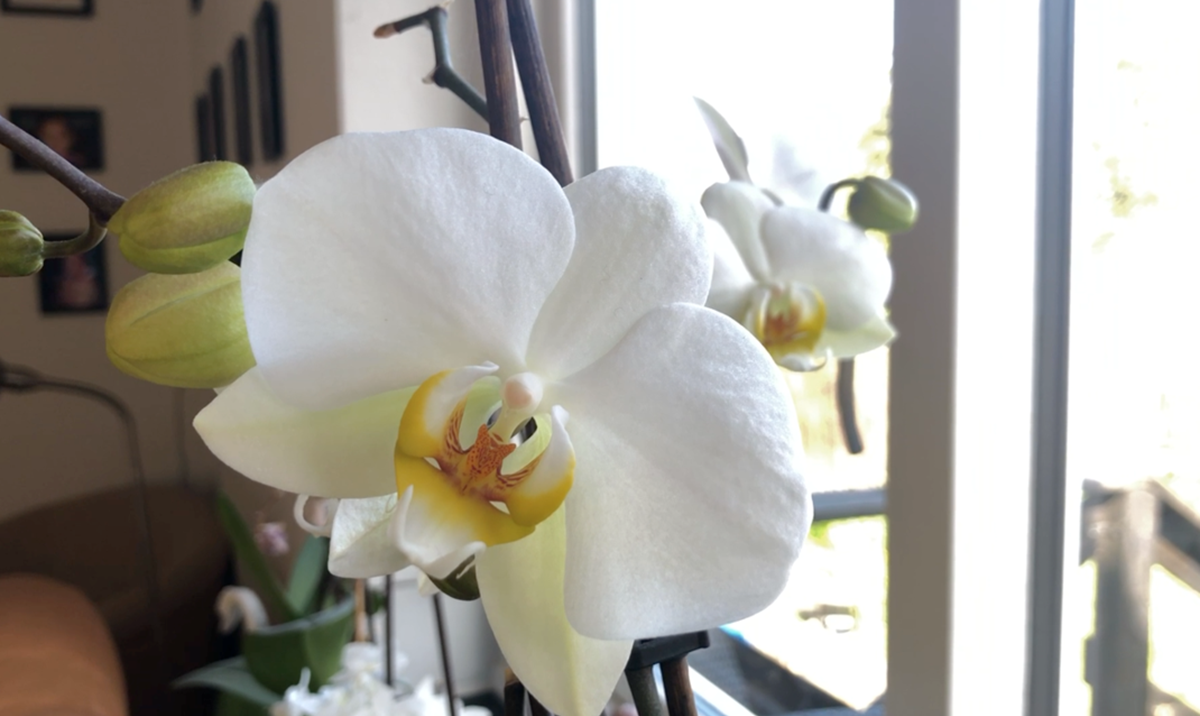 En af Kirstines brugte orkideer