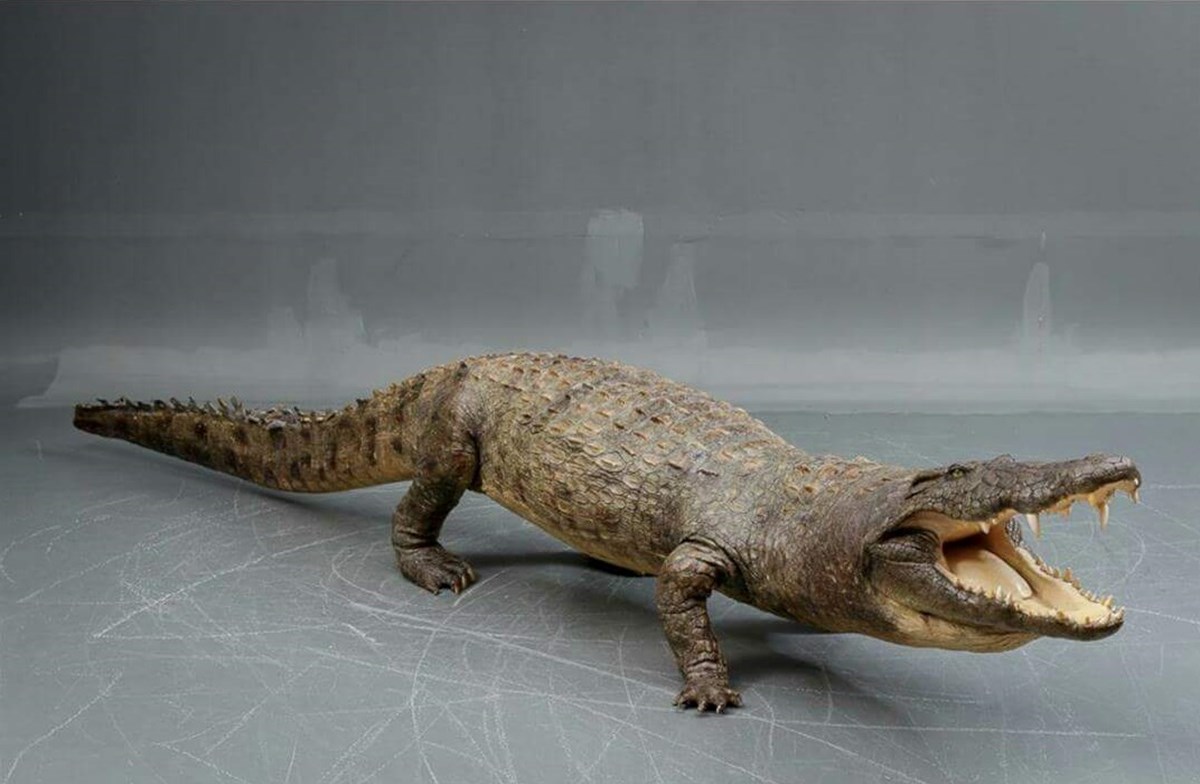 Krokodillen har en livvidde på 147 centimeter, og den er skudt i Zambia
