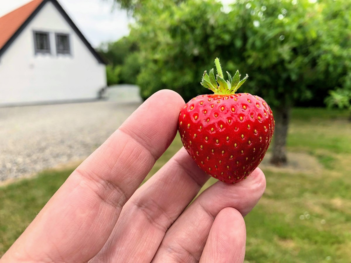 Billedet her til Instagram af årets flotteste jordbær er taget med en iPhone 8 Plus, men de fleste andre smartphones kunne sagtens tage et tilsvarende billede