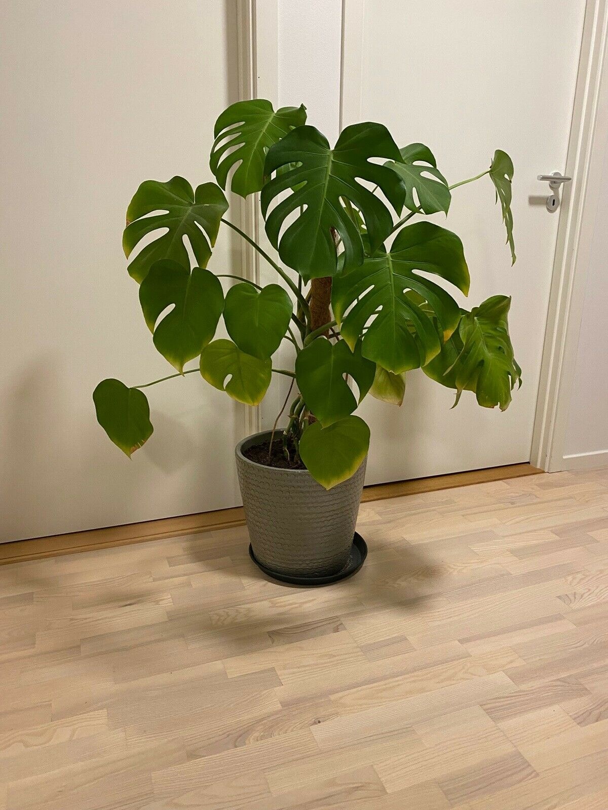 For 500 kroner kan denne ’Monstera’ blive din. Den 130 centimeter høje plante, som sælges med potte, kan du hente hos Mathilde i Glostrup.