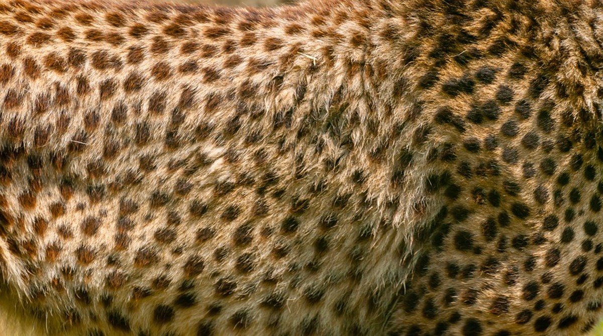 Leopard er modigt, men ikke ekstravagant. Det fås i alle prisklasser, og uanset hvordan du bruger det, er det absolut hot. Kig brugt, så er det mindre grænseoverskridende at prøve tendensen af