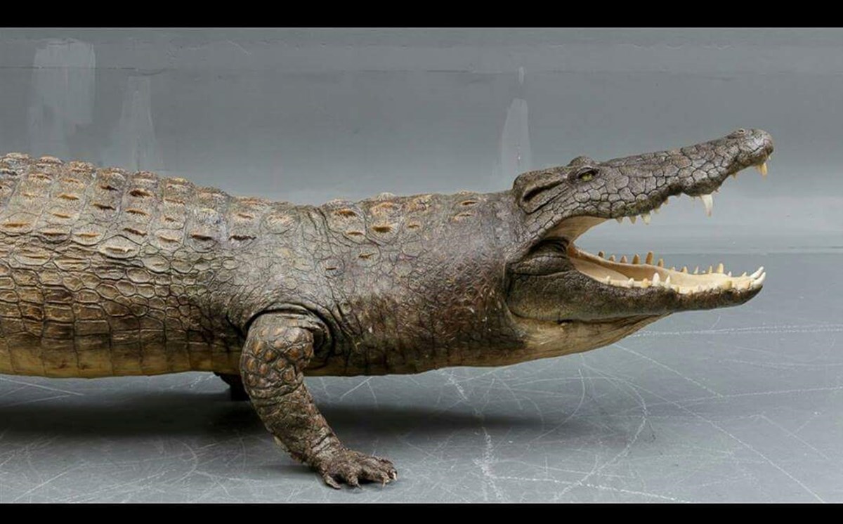 Krokodillen er citescertificeret af Naturstyrelsen