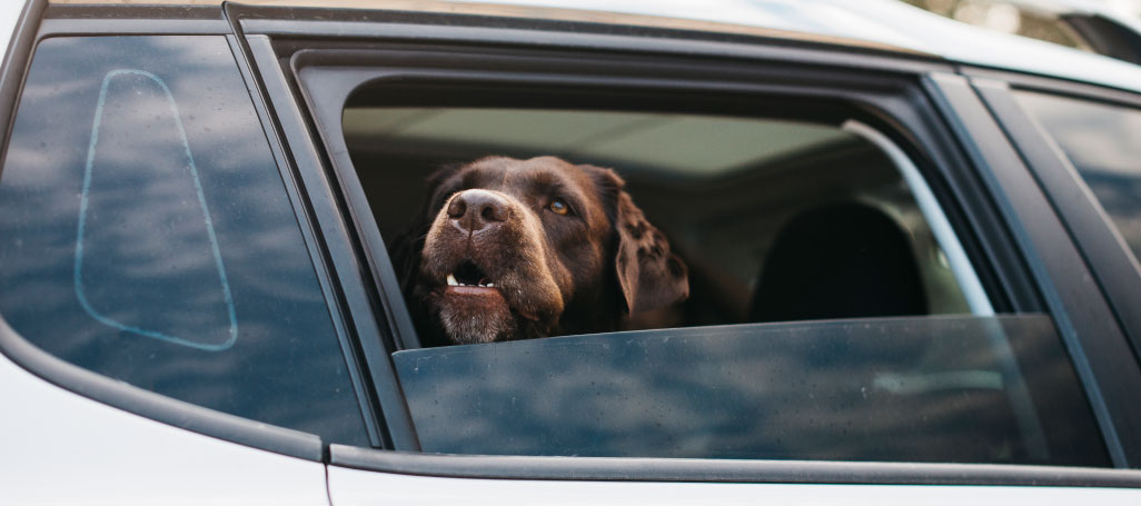 Cars can double to 60°C in 10 minutes in current heatwave, deadly for children and dogs, experts warn