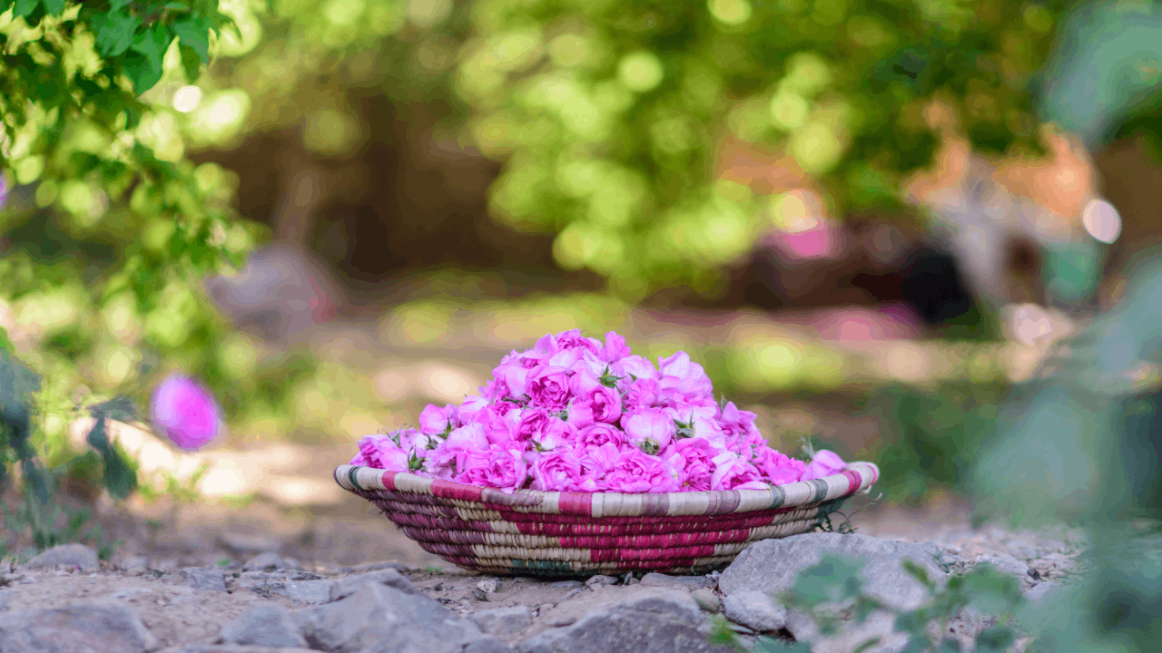 رحلات الطائف مع طيران أديل